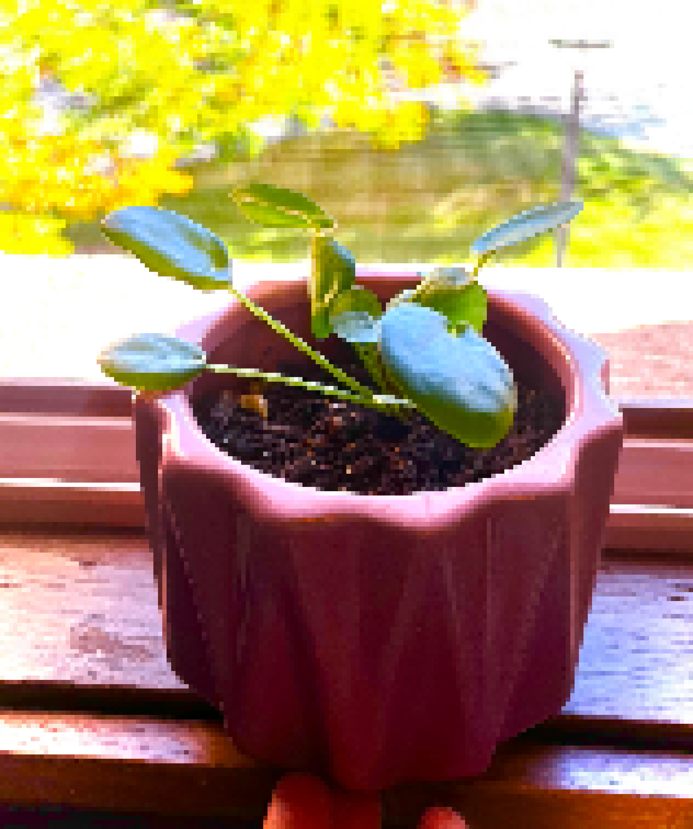 A very happy Pancake Plant 